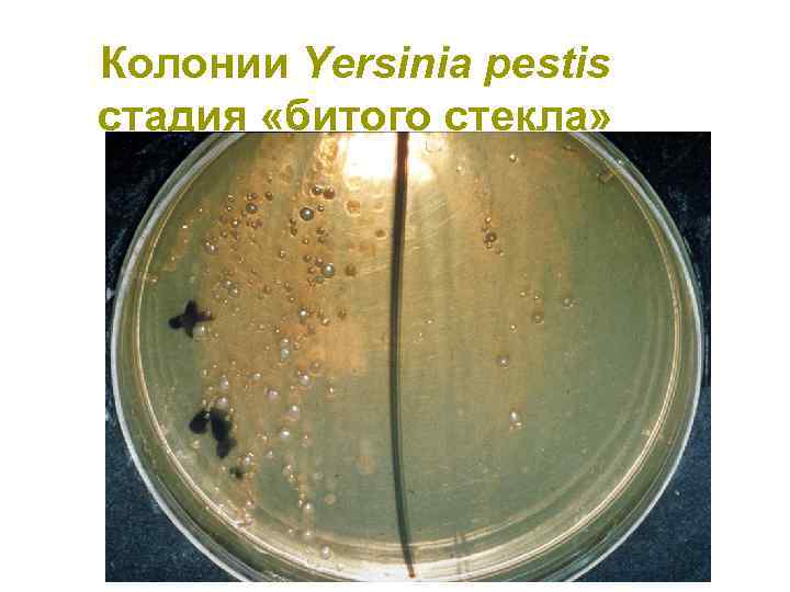 Колонии Yersinia pestis стадия «битого стекла» 