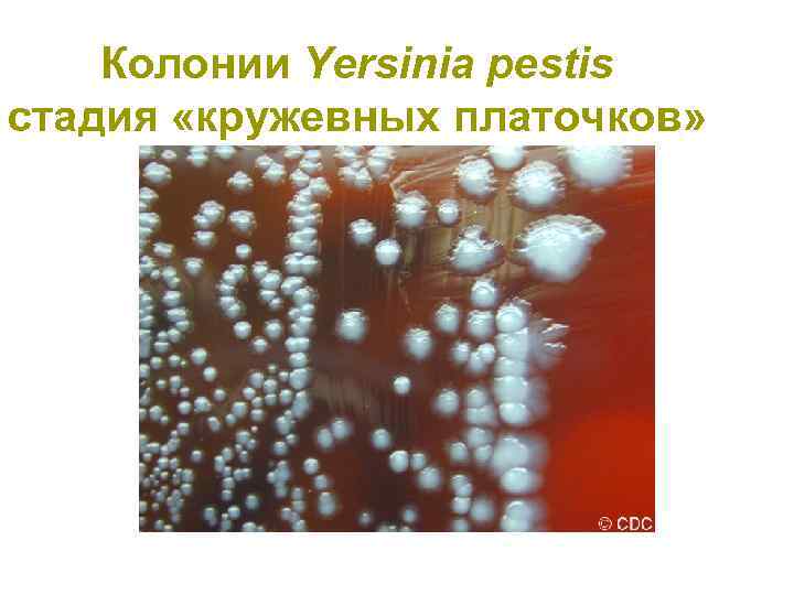 Колонии Yersinia pestis стадия «кружевных платочков» 