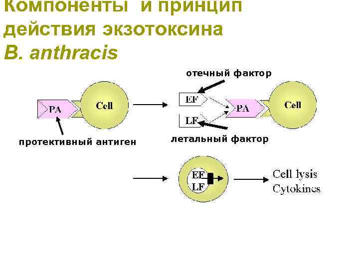 Схема получения экзотоксина и анатоксина