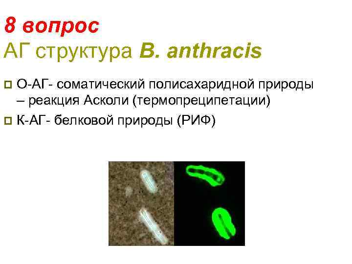 8 вопрос АГ структура B. anthracis О-АГ- соматический полисахаридной природы – реакция Асколи (термопреципетации)