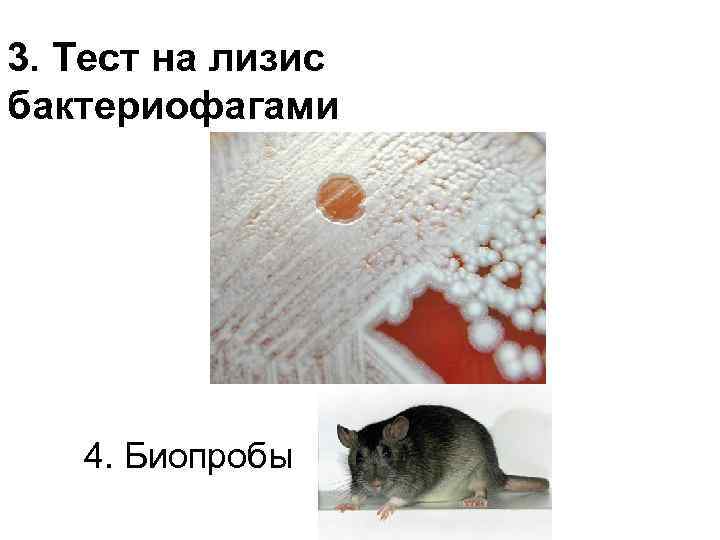 3. Тест на лизис бактериофагами 4. Биопробы 