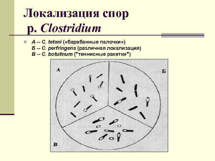 Локализация спор р. Clostridium n А -- C. tetani ( «барабанные палочки» ) Б