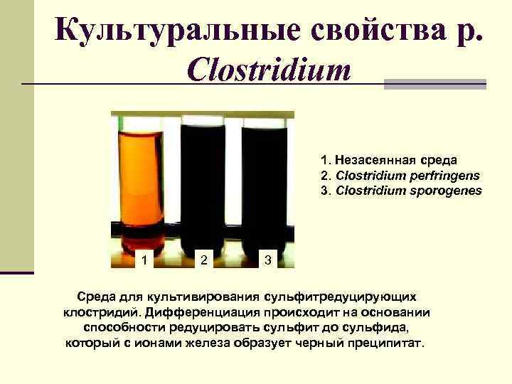 Культуральные свойства р. Clostridium 1. Незасеянная среда 2. Clostridium perfringens 3. Clostridium sporogenes 1