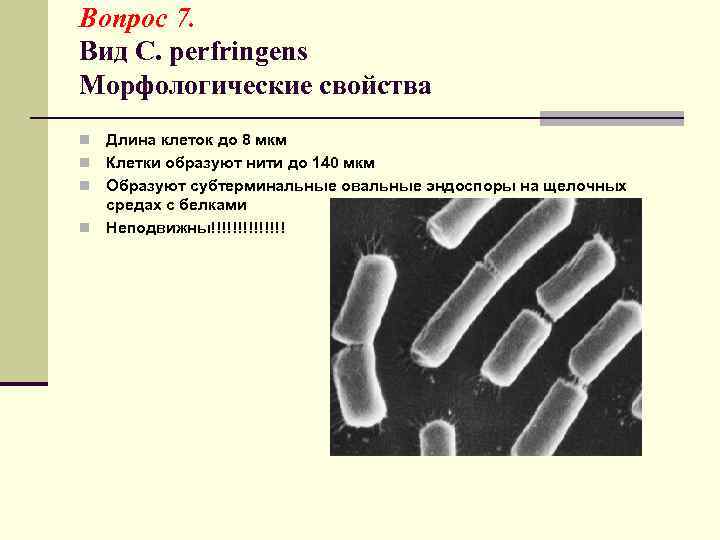 Вопрос 7. Вид C. perfringens Морфологические свойства n Длина клеток до 8 мкм n