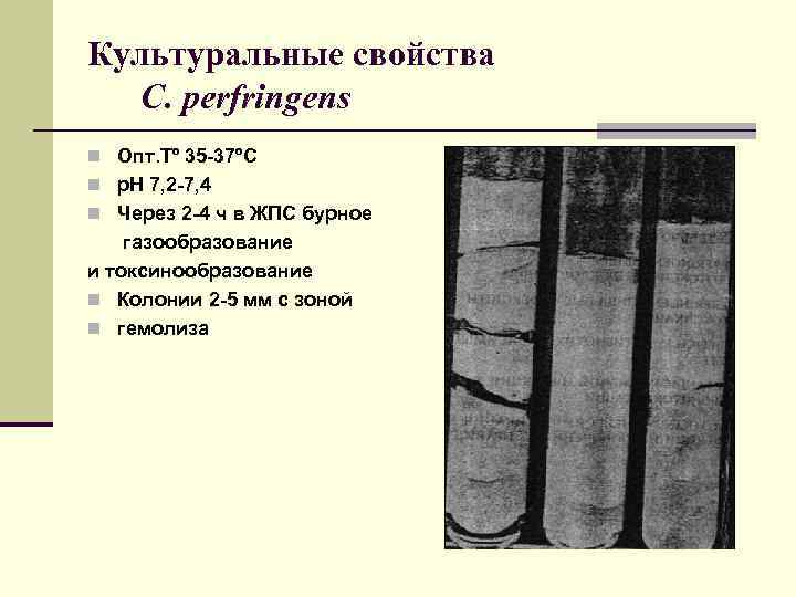 Культуральные свойства C. perfringens n Опт. Тº 35 -37ºС n р. Н 7, 2