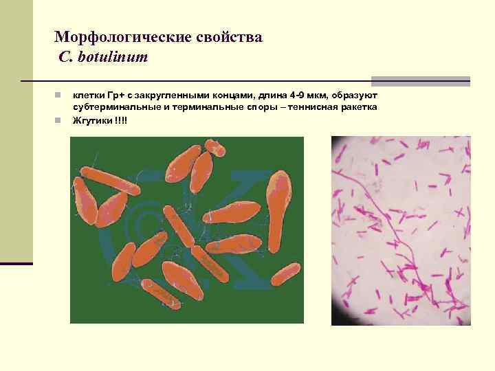 Морфологические свойства C. botulinum n клетки Гр+ с закругленными концами, длина 4 -9 мкм,