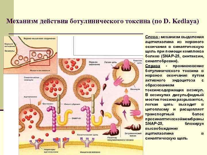 Механизм действия ботулинического токсина (по D. Kedlaya) Слева - механизм выделения ацетилхолина из нервного