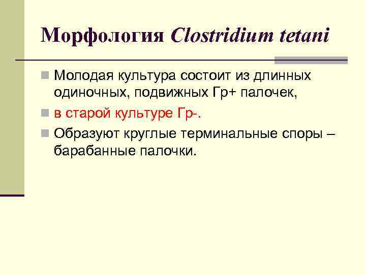 Морфология Clostridium tetani n Молодая культура состоит из длинных одиночных, подвижных Гр+ палочек, n