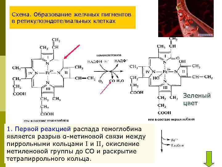  Схема. Образование желчных пигментов в ретикулоэндотелиальных клетках Зеленый цвет 1. Первой реакцией распада
