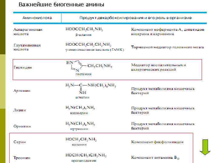 Важнейшие биогенные амины 