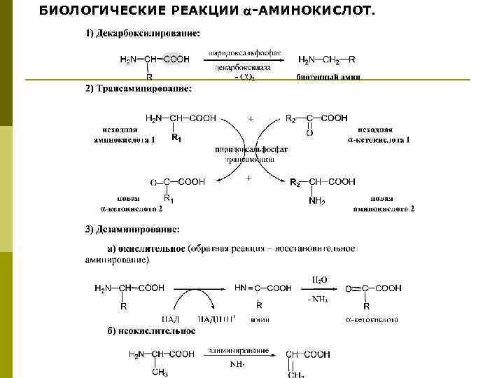 БИОЛОГИЧЕСКИЕ РЕАКЦИИ -АМИНОКИСЛОТ. 