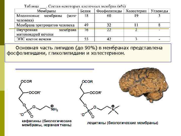  Основная часть липидов (до 90%) в мембранах представлена фосфолипидами, гликолипидами и холестерином. 