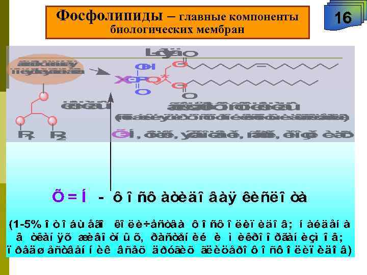 Фосфолипиды – главные компоненты 16 биологических мембран 