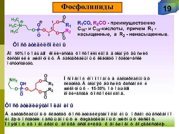 Фосфолипиды 19 