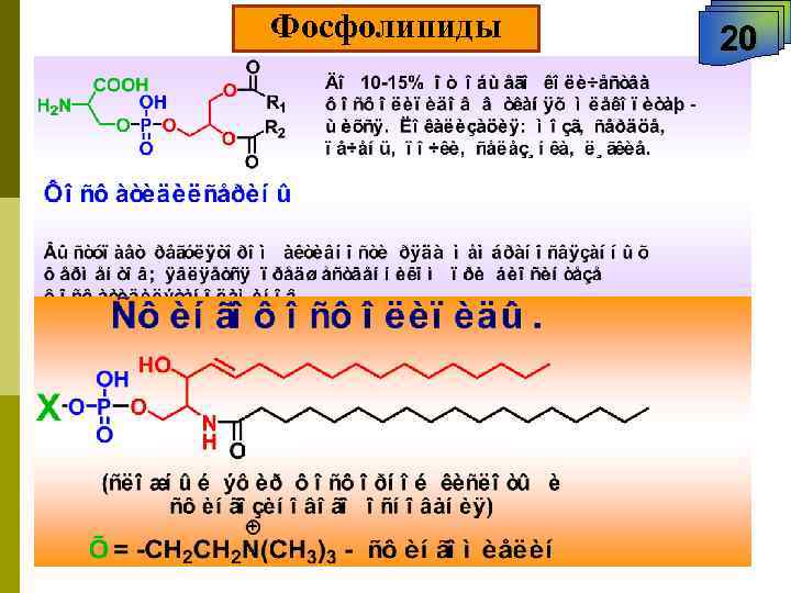 Фосфолипиды 20 