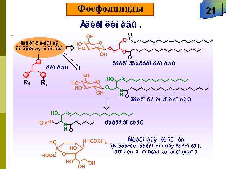 Фосфолипиды 21 