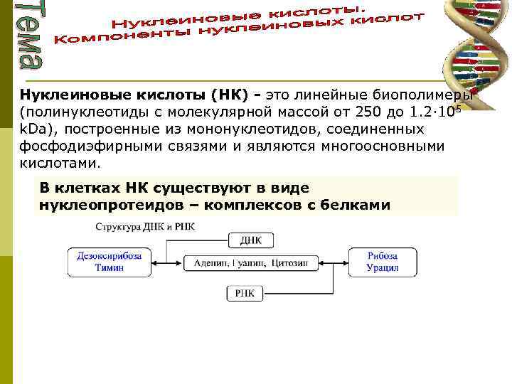 Нуклеиновые кислоты (НК) - это линейные биополимеры (полинуклеотиды с молекулярной массой от 250 до