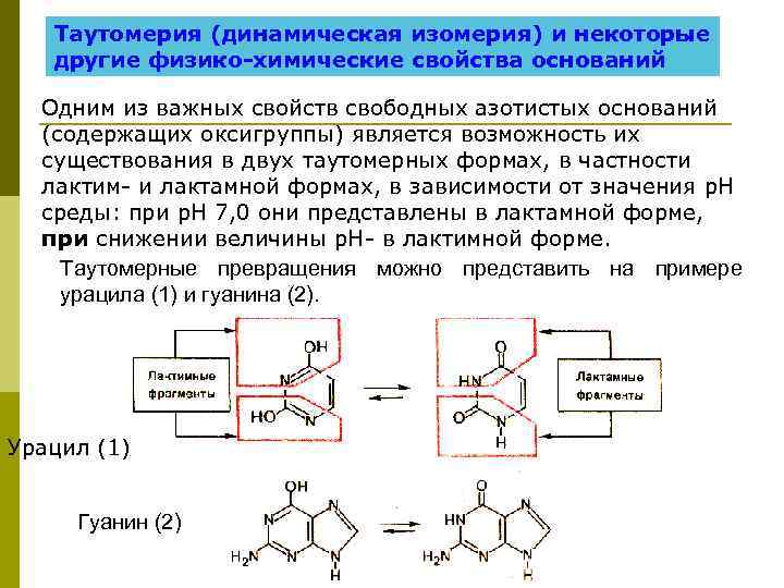  Таутомерия (динамическая изомерия) и некоторые другие физико-химические свойства оснований Одним из важных свойств