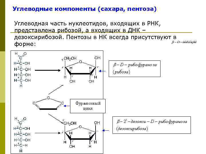 Углеводные компоненты (сахара, пентоза) Углеводная часть нуклеотидов, входящих в РНК, представлена рибозой, а входящих