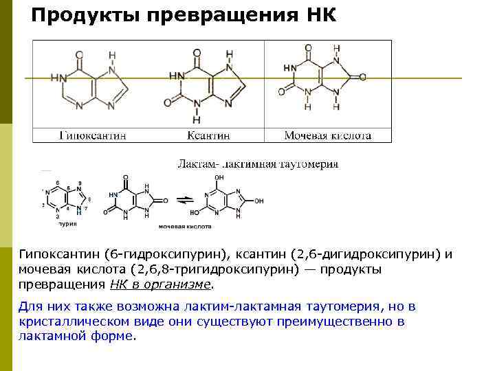  Продукты превращения НК Гипоксантин (6 -гидроксипурин), ксантин (2, 6 -дигидроксипурин) и мочевая кислота