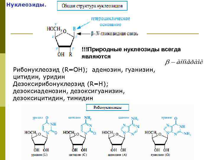 Нуклеозиды. !!!Природные нуклеозиды всегда являются Рибонуклеозид (R=OH); аденозин, гуанизин, цитидин, уридин Дезоксирибонуклеозид (R=H); .