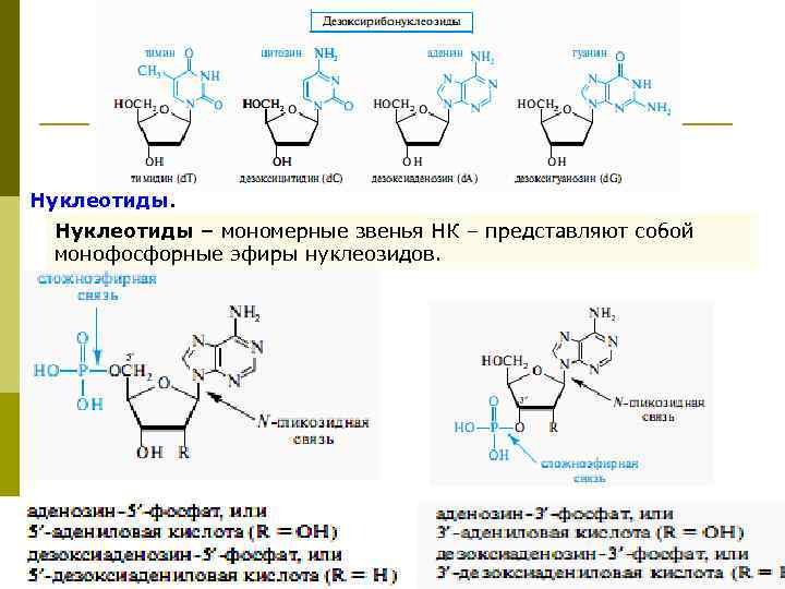 Нуклеотиды. Нуклеотиды – мономерные звенья НК – представляют собой монофосфорные эфиры нуклеозидов. 