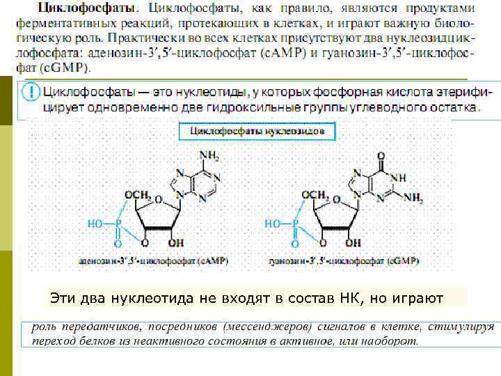 Эти два нуклеотида не входят в состав НК, но играют 