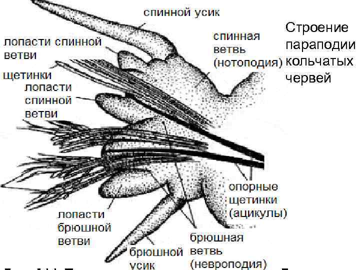 Параподии. Многощетинковые черви параподии. Строение параподии полихеты. Строение параподии Нереиды. Параподии нереиса строение.