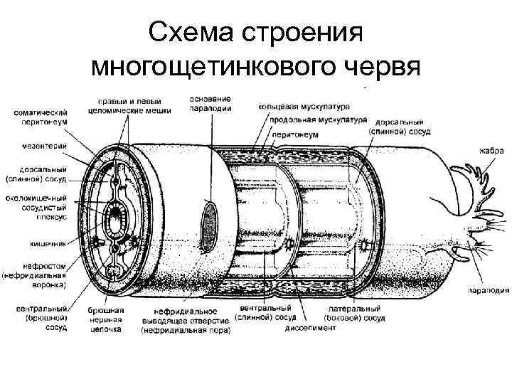 Работая в группах рассмотрите рисунок 184 и составьте схемы развития животных многощетинкового червя