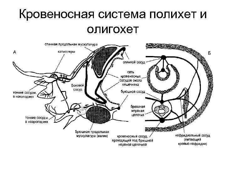 Кровеносная система полихет и олигохет 