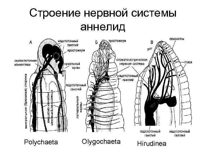 Строение нервной системы аннелид Polychaeta Olygochaeta Hirudinea 