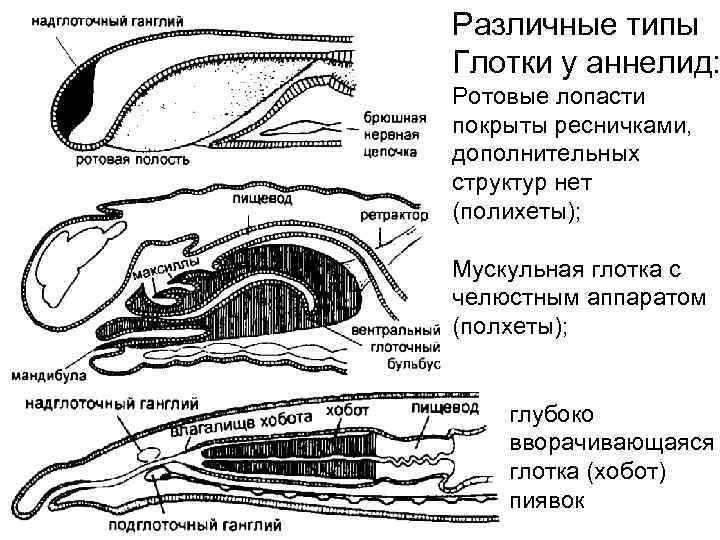 Эволюция червей схема