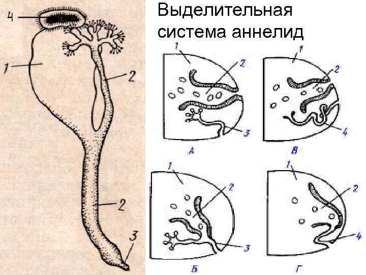 Выделительная система аннелид 