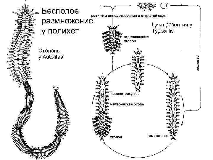 Эволюция червей схема
