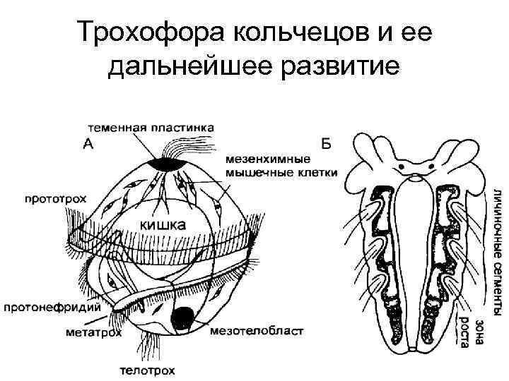 Трохофора кольчецов и ее дальнейшее развитие 