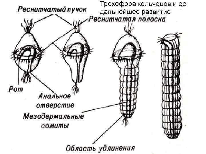 Как нарисовать червя пожирателя