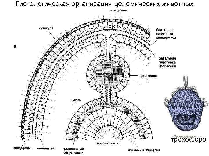 Гистологическая организация целомических животных трохофора 