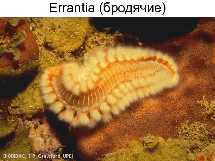 Errantia (бродячие) 