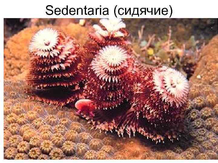 Sedentaria (сидячие) 