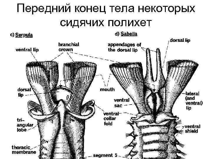 Эволюция червей схема