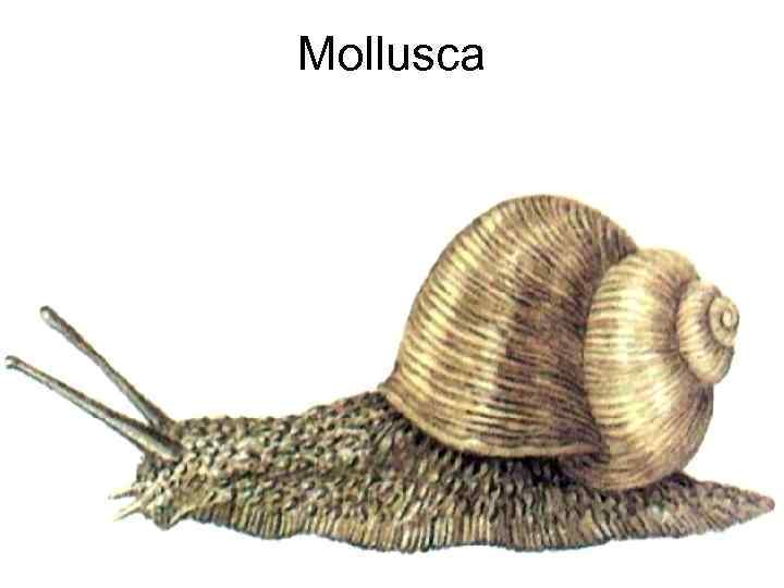 Mollusca 