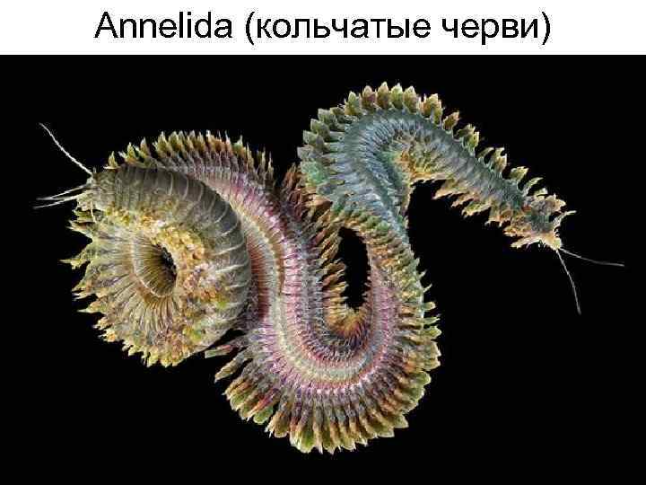 Annelida (кольчатые черви) 