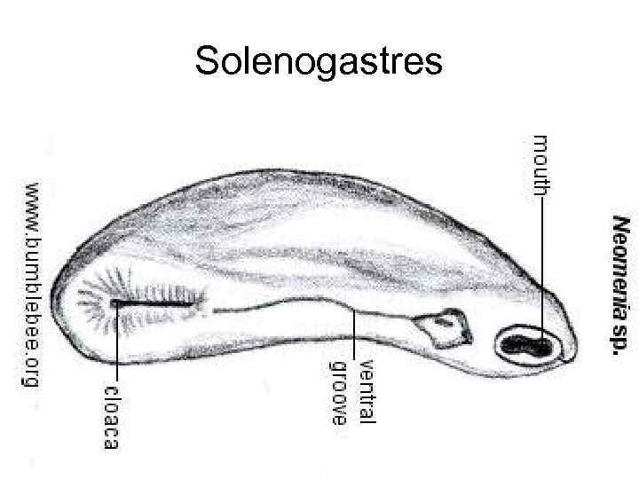 Solenogastres 