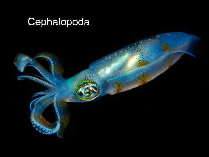 Cephalopoda 