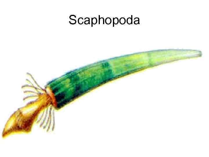 Scaphopoda 