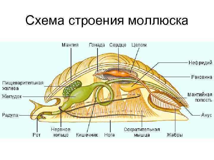 Схема строения моллюска 