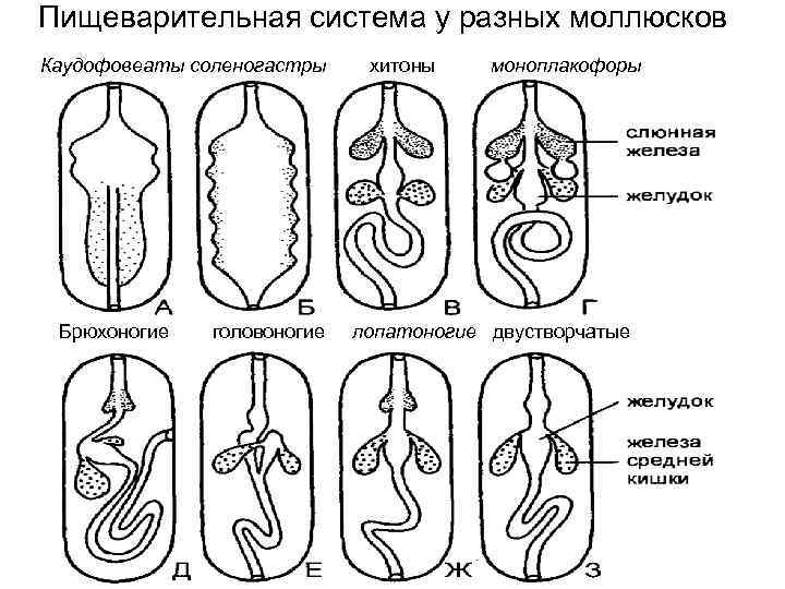 Эволюция червей схема