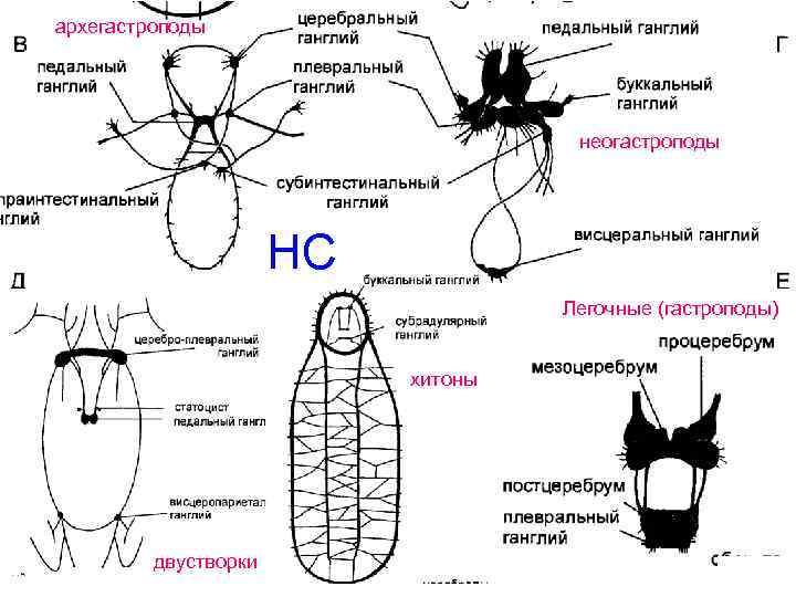 архегастроподы неогастроподы НС Легочные (гастроподы) хитоны двустворки 