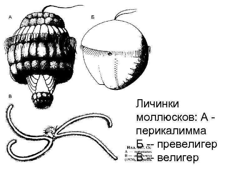 Личинки моллюсков. Личинка трохофора и велигер. Велигер личинка двустворчатых. Велигер и глохидий. Личинка брюхоногого моллюска.