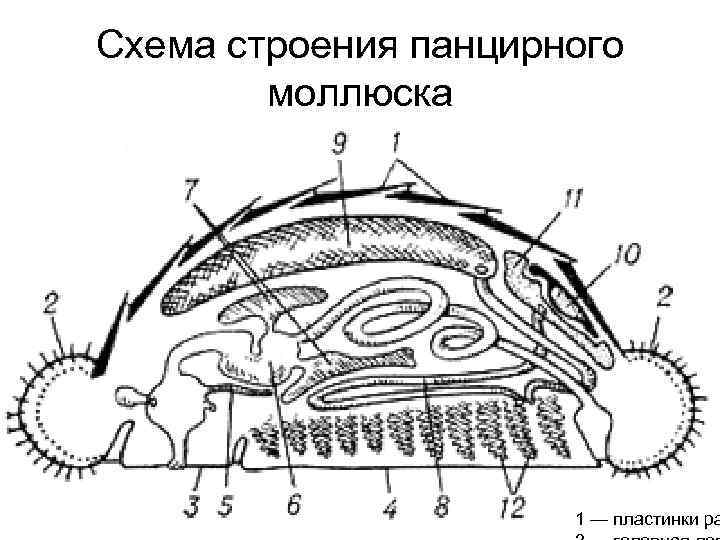 Схема строения легочного моллюска